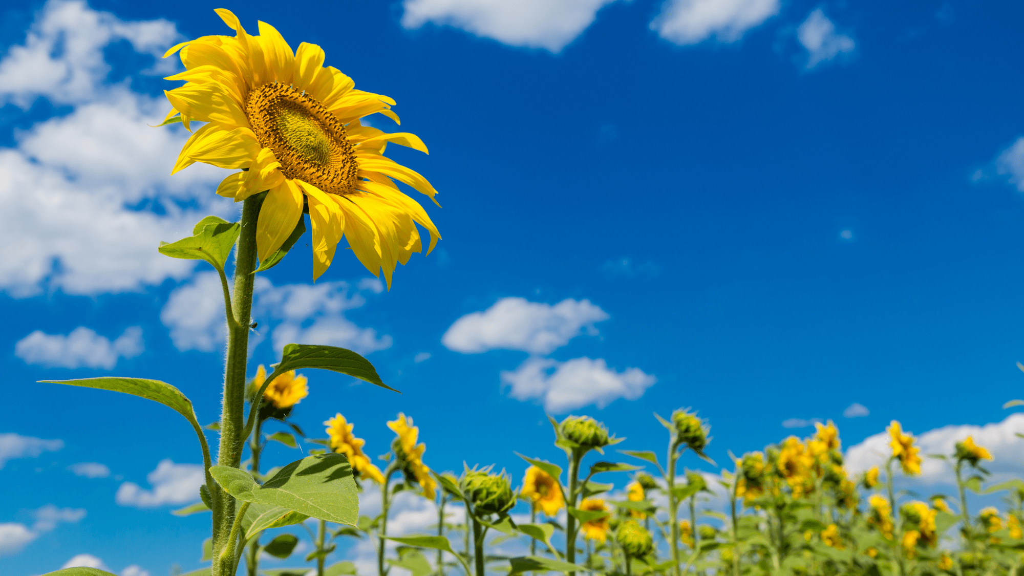 sunflowers in field facing the sun