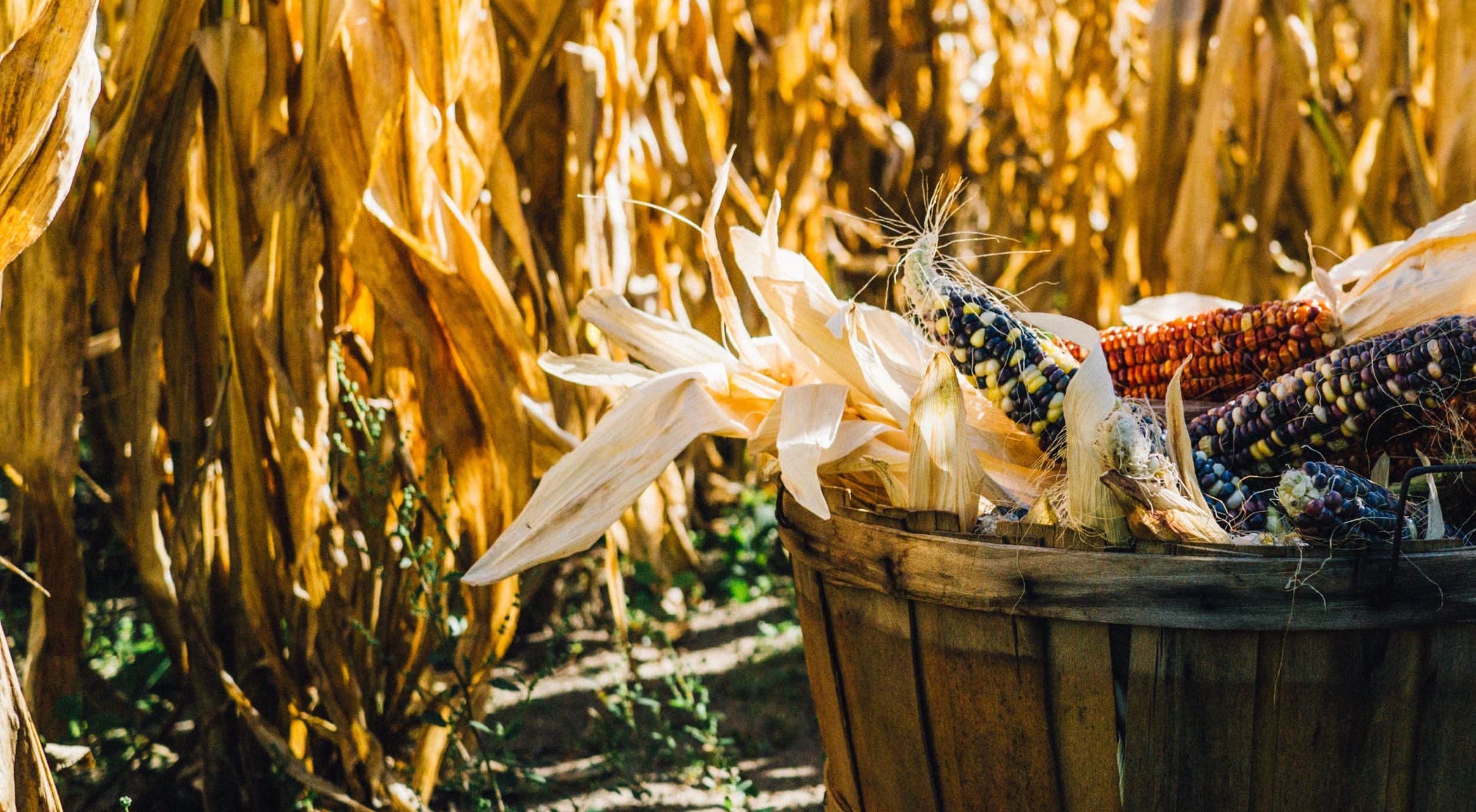 fall harvest celebration with indian corn