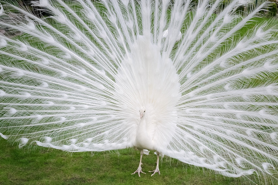 Male white peacock with white tail feathers spread