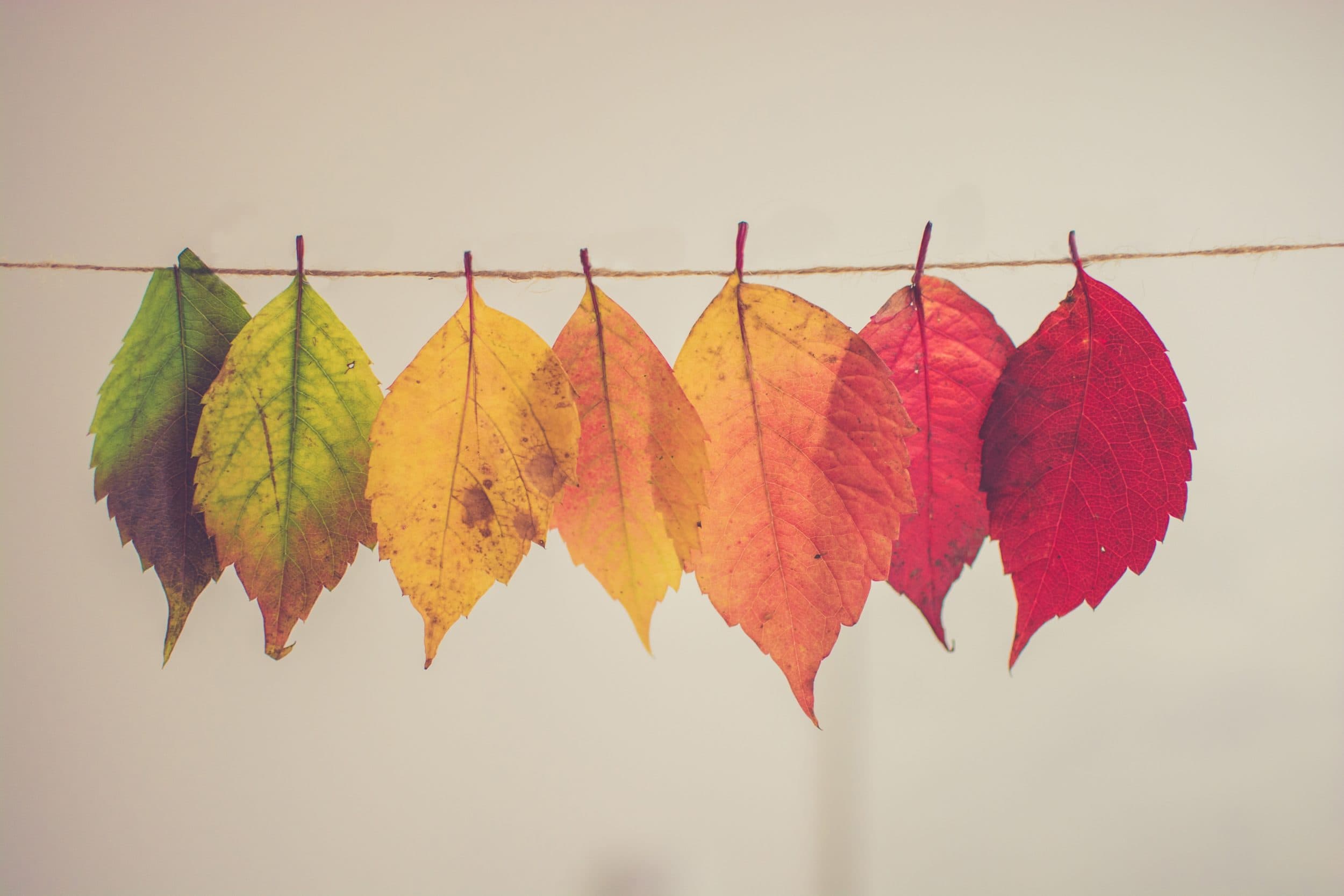 colorful autumn leaves hanging on string
