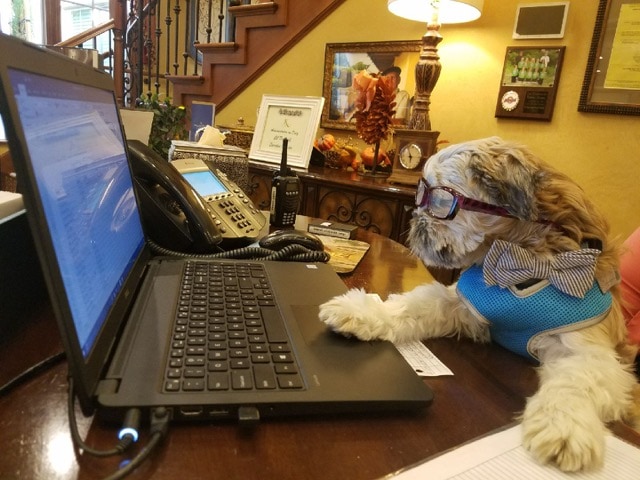 Kensey the canine Concierge at the Kensington Sierra Madre