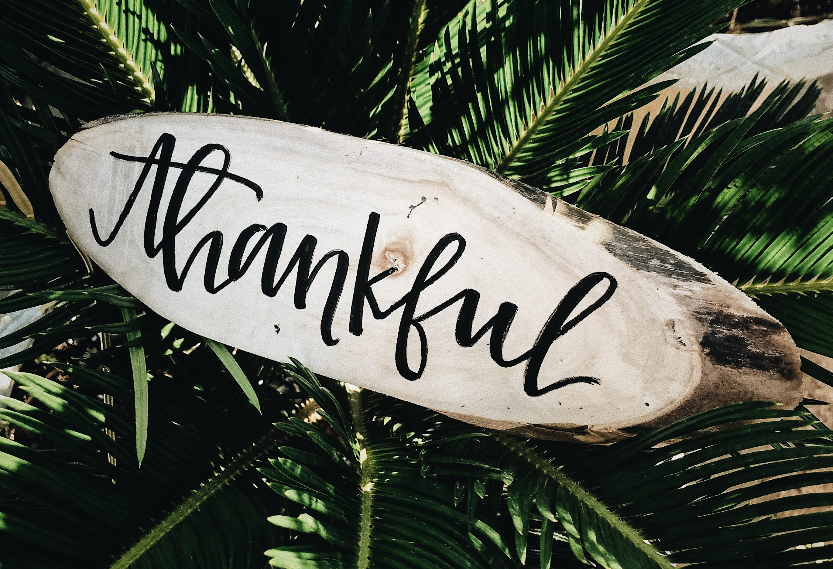 thankful sign in palm tree