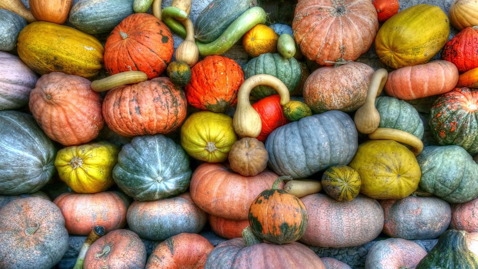 colorful fall pumpkins and gourds
