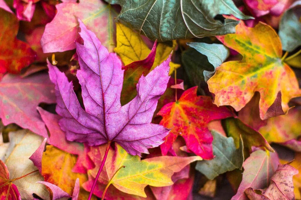 changing fall leaves