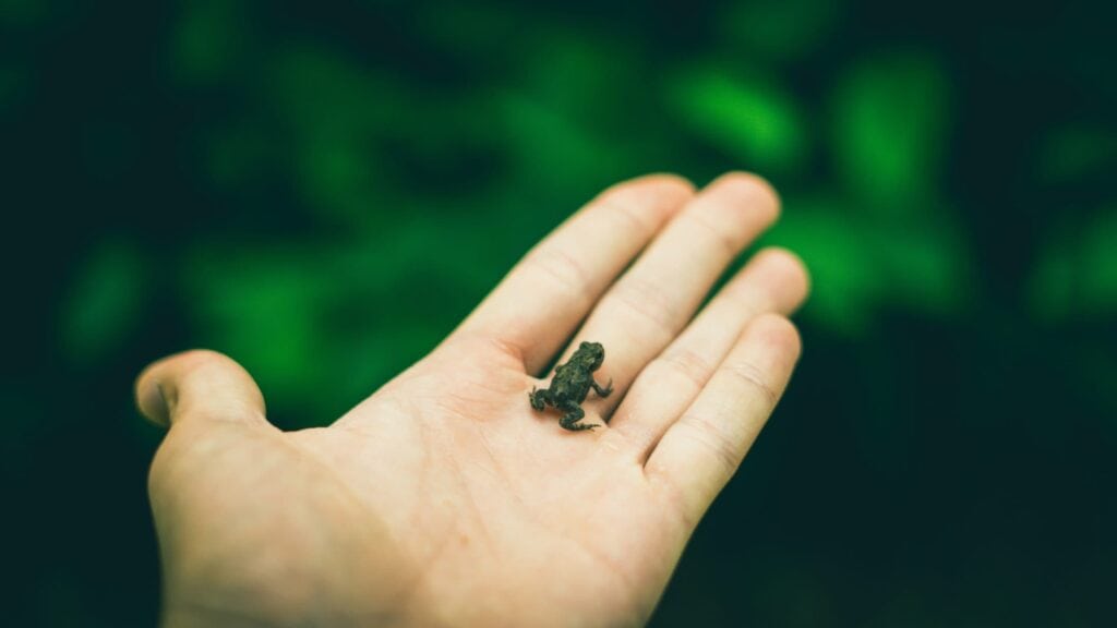 small green frog on hand