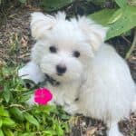 small dog